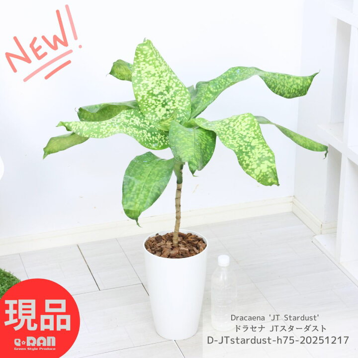 楽天市場】観葉植物 希少種 斑入り 大株 ドラセナ JTスターダスト 高さ 