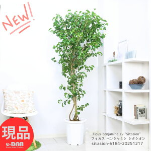 �_�|�C���g5�{�^�ϗt�A�� ��^ �t�B�J�X �x���W���~�� �V�^�V�I�� 10���� ������184cm �x���W���~�i �J�[�� Ficus benjamina �S���̖� �M�t�g ���j�� ���� �A�ؔ� �����L�O�� �J�X�j�� ��j�� ��