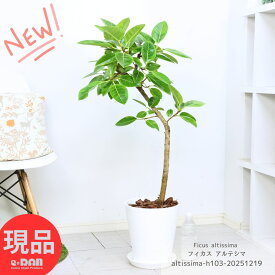 ＼ポイント5倍／観葉植物 フィカス アルテシマ (アルテシーマ) 高さ103cm セラアート8号鉢 曲がり樹形 Ficus altissima バリエガタ アルテ ゴムの木 ゴムノキ 黄色 斑入り ライムグリーン インテリアグリーン 永遠の幸福 ゴム婚式 厳選