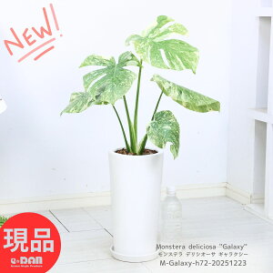 �_�|�C���g5�{�^�ɏ㊔ �����A �A���� ������ �����X�e�� �f���V�I�[�T �M�����N�V�[ ���픫 �� ������72cm�O�� �Ǘ������� ��M�t�� �ϗt�A�� �󏭎� �엿���܃v���[���g�P���� Monstera delicios