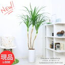 ＼ポイント5倍／観葉植物 大型 ドラセナ カンボジアーナ 陶器鉢 白 高さ約165cm 9号サイズ 寒さに強い 花言葉 幸福 永遠の愛 幸せな恋 隠しきれない幸せ 人気 ドラセナ カンボジアナ Dracaena cambodiana おしゃれで育てやすい【現品発送】