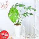 ＼ポイント5倍／観葉植物 希少 入手困難 モンステラ デリシオーサ ''スケルトン'' 7号鉢 白 高さ約64cm前後 Monstera deliciosa 'Skeleton' コレクタブルプランツ 細い葉 深いスリット 穴の開いた葉 希少種 レア品種【現品発送】