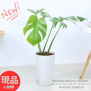 �_�|�C���g5�{�^�ϗt�A�� �� ���荢�� �����X�e�� �f���V�I�[�T ''�X�P���g��'' 7���� �� ������61cm�O�� Monstera deliciosa 'Skeleton' �R���N�^�u���v�����c �ׂ��t �[���X���b�g ���̊J�����t ��