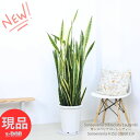 ＼ポイント5倍／観葉植物 大型 サンスベリア ローレンティー 高さ152cm 10号鉢 白 ビッグサイズ サンセベリア ツツチトセラン 空気清浄化機能 開店祝い 開業祝い 新築祝い 開運 トラノオ トリファスキアタ 虎の尾 縁起物 育てやすい 多肉植物【現品発送】 厳選