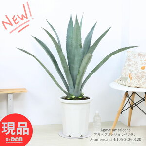��^ �A�K�x �A�I�m�����E�[�c���� 10���� ������105cm Agave americana �����A�� �A�K�x �A�����J�[�i �̗��㗖 �Z���`�����[�v�����g �A�K���F �h���C�K�[�f�� ���b�N�K�[�f�� �ϗt�A�� ���I�y
