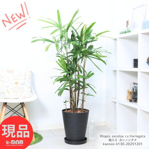 _N[|&|Cg^ Jm`N ω| R 130cm 10 ZA[g N ϗtA I 󏭎 V̖ ĂԉN  C ÓT|A ELE