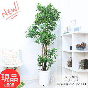 ϗtA ^  S̖ tBJX ii 182cm 10 R` ȃCeAO[ Ficus Nana Ă₷ rOɍœK SmL Ayiz