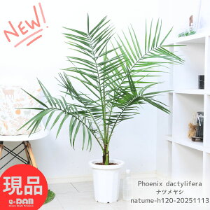 lC̃V icV 8 120cmO ϗtA M 썑 V̖ O   Ă₷ Phoenix dactylifera ʎ f[c _̗^H date palm V{c[yiz