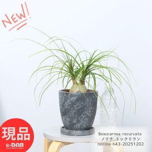 _N[|&|Cg^ϗtA gbN(mi) 43cm 6TCY Zg|bg ϊ Nolina Ö  {gc[    I lC  Ă₷ ~j  e