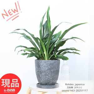 _|Cg5{^ÓT|A N (Ig) @ 63cm 7TCY GbOZg|bg  LcIg Ă₷ ϗtA zj Ig N̂A Rohdea japonica 