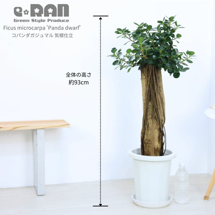 楽天市場】観葉植物 希少種 コパンダガジュマル 気根仕立 接木 8号鉢 