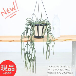 �ϗt�A�� ���v�T���X �s���J���p 5���݂蔫 ��Ă₷�� �����A�� �T�{�e�� Rhipsalis pilocarpa �鐫���� �T�{�e���� ���v�T���X�� �X�̃T�{�e�� �n���M���O �݂邷�� ������� �݂邷�C���e��