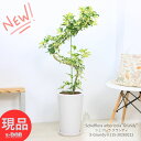 シェフレラ グランディ 高さ約115cm 陶器鉢 白 9号サイズ 受皿付き 観葉植物 斑入り 大型 シェフレラ ホンコンカポック アルボリコラ 自然樹形 耐寒性 オクトパスツリー 黄色い葉 Schefflera arboricola"Grundy" 開店祝い 新築祝い【現品発送】