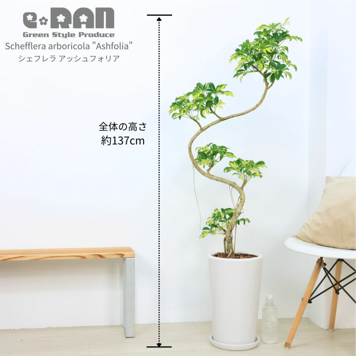 楽天市場】シェフレラ アッシュフォリア 9号サイズ 陶器鉢 高さ約137cm 