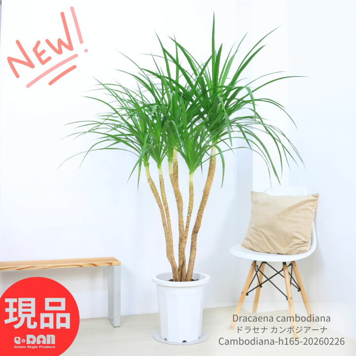 楽天市場】ドラセナ カンボジアーナ 10号鉢 高さ約165cm 観葉植物 大型 