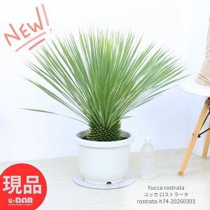 観葉植物 ユッカロストラータ 10号」の人気商品一覧 | 安い商品を通販 