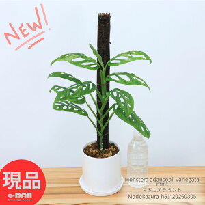 �ϗt�A�� ������ �}�h�J�Y�� �~���g ������51cm ���픫 4���T�C�Y �� �����X�e�� �A�_���\�j�[ �~���g �����A �劔 ���� ���� �󏭎� ���荢�� ���I �����X�e�� �t�C�� �ӂ���i�� ���ʕ� �Y��