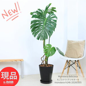 �������オ�胂���X�e�� �f���L�I�[�T �q���t�� 10���� �� ������146cm �ϗt�A�� ��^ ���� ���^�A�b�v �J�X�j�� �ړ]�j�� �����j�� �N���o�鐅 �f���V�I�[�T �f���L�I�T Monstera deliciosa �P���� 