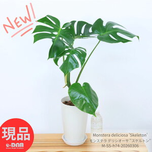 �ϗt�A�� �� ���荢�� �����X�e�� �f���V�I�[�T ''�X�P���g��'' 7���� �� ������74cm�O�� Monstera deliciosa 'Skeleton' �R���N�^�u���v�����c �ׂ��t �[���X���b�g ���̊J�����t �󏭎� ���A�i��y