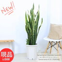 観葉植物 大型 サンスベリア ローレンティー 高さ131cm 10号鉢 白 ビッグサイズ サンセベリア ツツチトセラン 空気清浄化機能 開店祝い 開業祝い 新築祝い 開運 トラノオ トリファスキアタ 虎の尾 縁起物 育てやすい 多肉植物【現品発送】 厳選