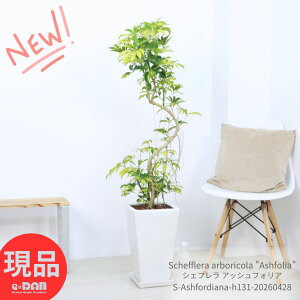 �V�F�t���� �A�b�V���t�H���A 9���T�C�Y ���픫 ������131cm �ϗt�A�� ������ �z���R���J�|�b�N �}�[�u�� ������ �Ȃ�����` �� ���� ���F �t �A���{���R�� Schefflera arboricola Ashfolia �C�G���[ 