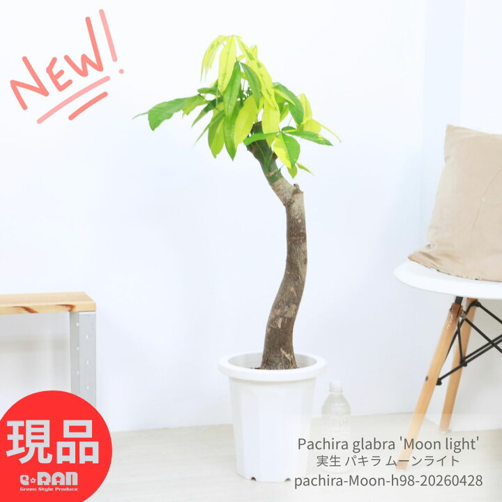 楽天市場】観葉植物 斑入り 実生 パキラ ムーンライト 8号鉢 高さ約 