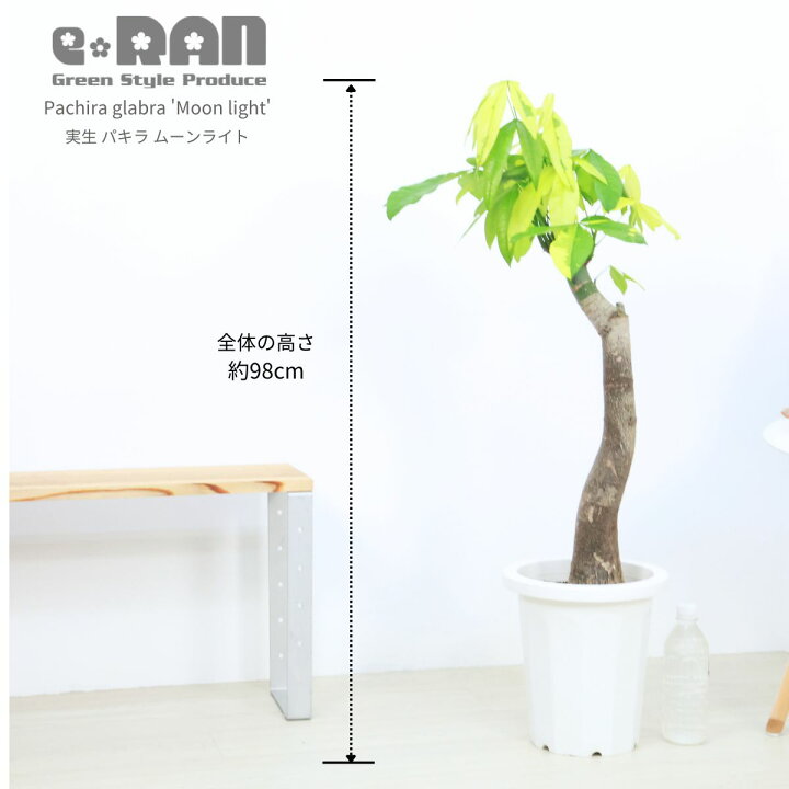 楽天市場】エントリーP10倍！観葉植物 斑入り 実生 パキラ ムーン 