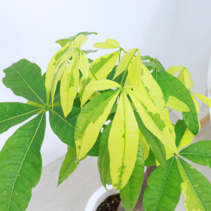楽天市場】観葉植物 斑入り 実生 パキラ ムーンライト 8号鉢 高さ約 
