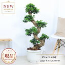 ガジュマル 昇り竜 極太 接木 観葉植物 大型 10号リン鉢 高さ約103cm 現品発送 曲がり樹形 ガジュマルの木 ベビーリー…