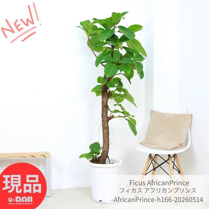楽天市場】ゴムの木 フィカス アフリカンプリンス 10号鉢 高さ166cm 
