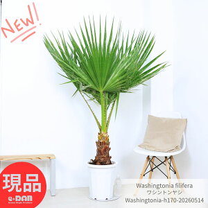 �_���̓��M�t�g�^�ϗt�A�� ��^ ���V ���V���g�����V 10���� ������170cm ���V���g���p�[�� �t�B���t�F�� Washingtonia filifera ���� �썑���[�h ���b�N�K�[�f�� �C���e���A �A�W�A�� �J�X�j�� �ړ]