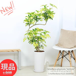 �ϗt�A�� ������ �V�F�t���� �A�b�V���t�H���A ������123cm ���픫 �� 9���T�C�Y �Ǘ������� ��M�t�� �z���R���J�|�b�N �}�[�u�� ������ �Ȃ�����` �� ���� ���F �t �A���{���R�� Schefflera a
