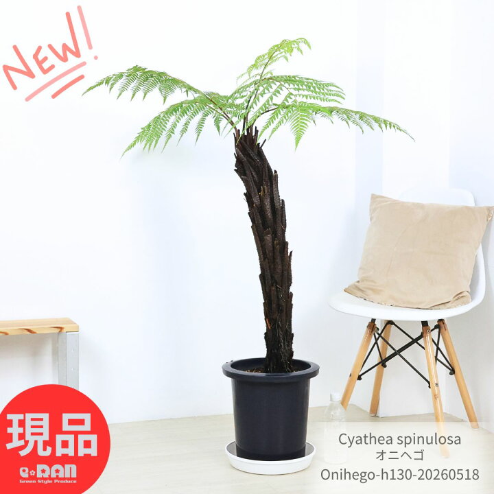 楽天市場】希少種 シダ植物 オニヘゴ 9号鉢 高さ約130cm 希少種 