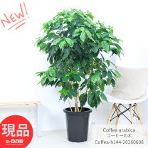 楽天市場】テーブルヤシ（高さ（植物）131cm ～）（観葉植物｜花・観葉 