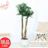 観賞価値の高い株 良樹形 コパンダガジュマル 高さ約136cm 10号リン鉢 気根仕立 接木 観葉植物 希少種 多…