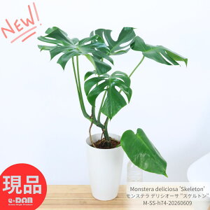 �� ���荢�� �����X�e�� �f���V�I�[�T ''�X�P���g��'' 7���� �� ������74cm�O��y���i�����z�ϗt�A�� Monstera deliciosa 'Skeleton' �R���N�^�u���v�����c �ׂ��t �[���X���b�g ���̊J�����t �󏭎� 