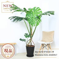 豪快 幹上がりモンステラ デリキオーサ 高さ約151cm 10号鉢 【現品発送】 観葉植物 大型 開店祝い 結婚祝…
