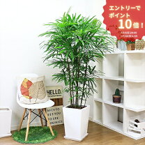 楽天市場】150cm（種類（植物）シュロチク）（観葉植物｜花・観葉植物 