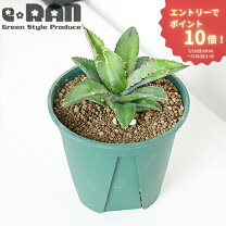 楽天市場】ユッカ（種類（植物）アロエ）（観葉植物｜花・観葉植物 