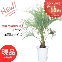 楽天市場】ココスヤシ シルバーの通販