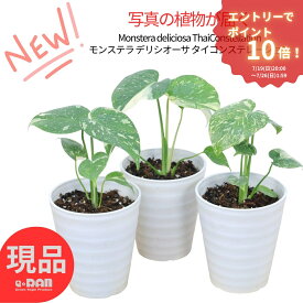 エントリーP10倍！斑入り モンステラ タイコンステレーション 4号鉢 観葉植物 高さ約20〜30cm 選べる現品発送 デリシオーサ 希少 鳳来蕉 散斑 チリフモンステラ Monstera Thai Constellation 厳選