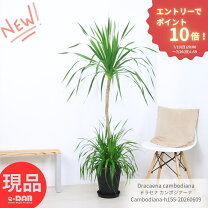 楽天市場】フィカス アルテシーマ（種類（植物）ドラセナ（幸福の木 