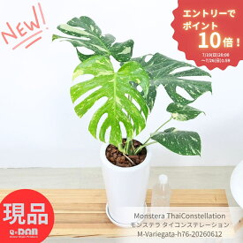 エントリーP10倍！モンステラ タイコンステレーション 斑入り 観葉植物 高さ約76cm 希少 現品発送 陶器鉢 白 受皿付き タイコン 鳳来蕉 Monstera Thai Constellation Variegata 散斑 大株 おしゃれ インテリア 厳選