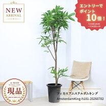 楽天市場】ゴムの木（高さ（植物）131cm ～）の通販