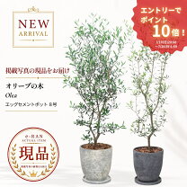 楽天市場】オリーブの木 2m（観葉植物｜花・観葉植物）：花・ガーデン 