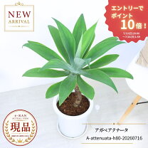 楽天市場】アガベ アテナータ（種類（植物）サボテン）（観葉植物｜花 