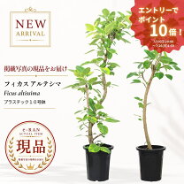 楽天市場】10号 鉢（観葉植物｜花・観葉植物）：花・ガーデン・DIYの通販