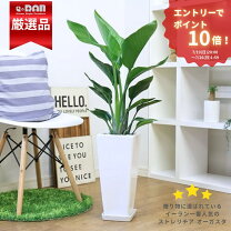 楽天市場】観葉植物 オーガスタ10号の通販