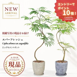 楽天市場】エントリーP10倍！エバーフレッシュ 観葉植物 7号 8号鉢 高 