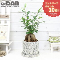 楽天市場】塊根（種類（植物）ガジュマル）の通販